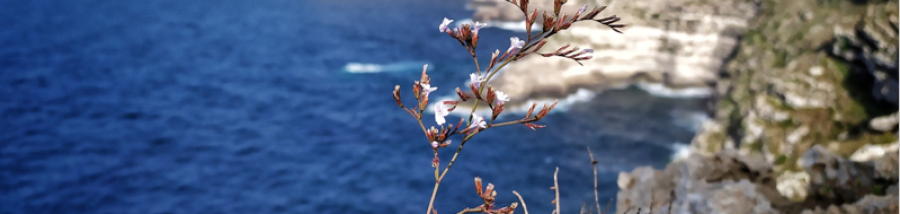 Lampedusa