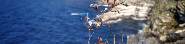 Lampedusa
